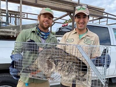 Dallas pest control